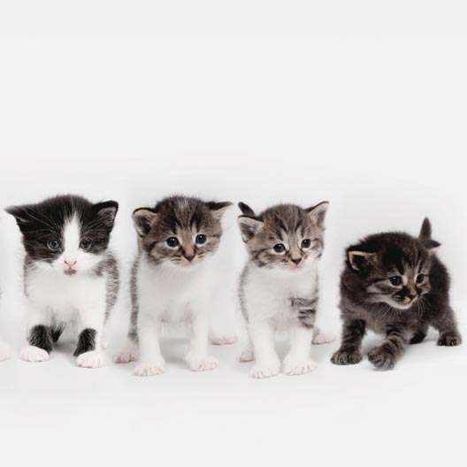 duennbier_katzen