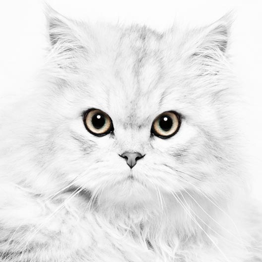 penz_katzen