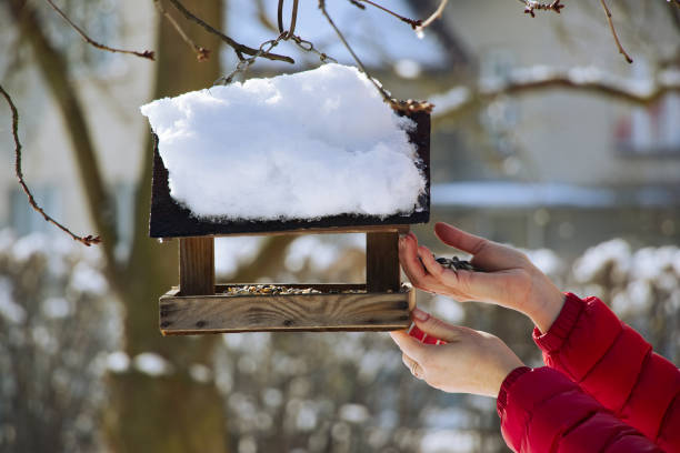 Feeding for birds in winter season. Bird feeder in garden.