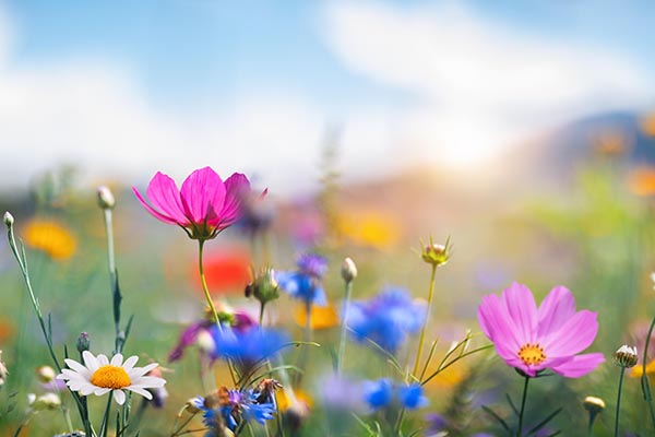 Frühlingsblumen Frühlingsblumen