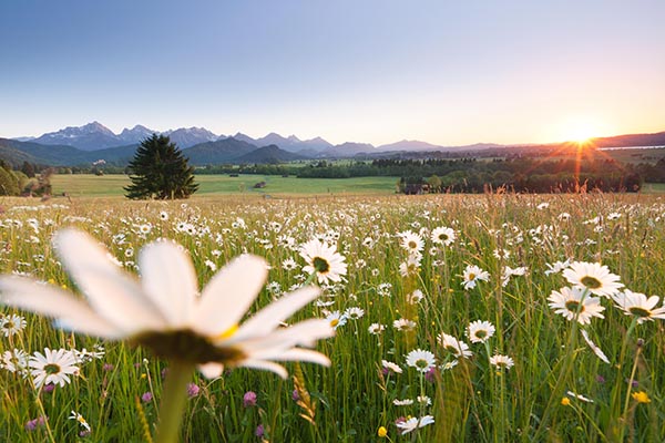 Blumenwiese Blumenwiese