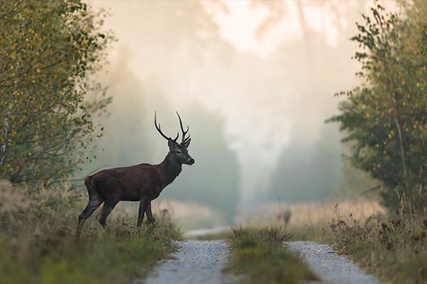 Hirsch im Wald Hirsch im Wald