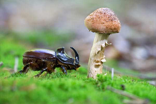 Pilz & Käfer Pilz & Käfer