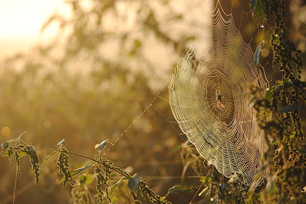 Spinnennetz im Wald Spinnennetz im Wald