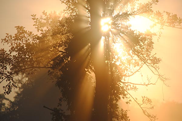Waldstimmung Waldstimmung